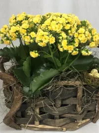 Kalanchoe