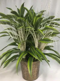 Dracaena Corn Plant