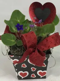 African Violet