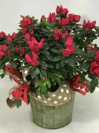 Azalea