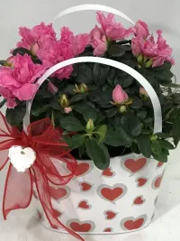 Azalea