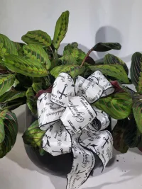 Calathea