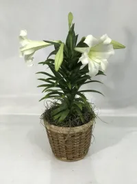 Easter Lily Plant