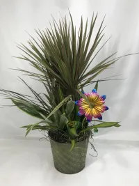 Dracaena Combo