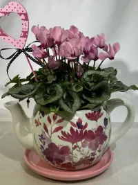 Cyclamen