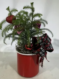 Norfolk Pine