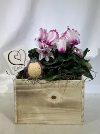 Cyclamen