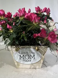 pink azalea blooming plant