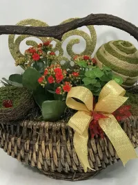 Kalanchoe and english ivy