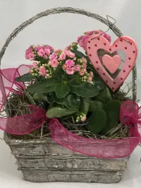 Kalanchoe