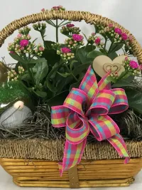 Kalanchoe