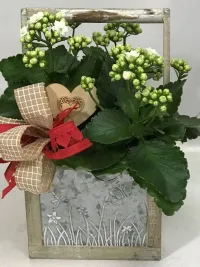 Kalanchoe 
