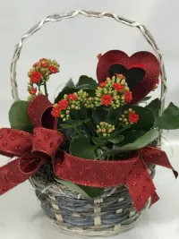 Kalanchoe