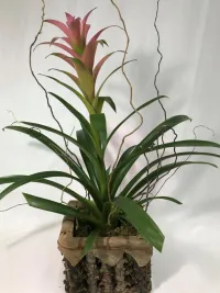 bromeliad
