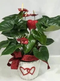 anthurium