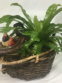 bird nest fern