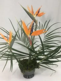 birds of paradise
