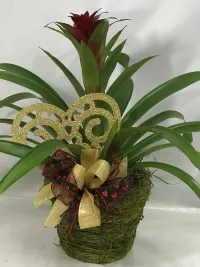 Bromiliad