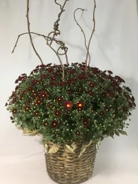 chrysanthemum daisy