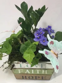 violet