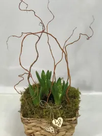 hyacinth