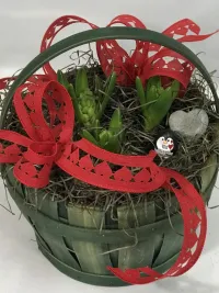 hyacinth