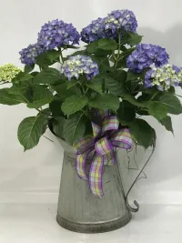 watering can