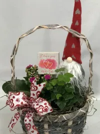 Kalanchoe and english ivy