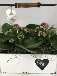 kalanchoe