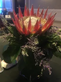 King Protea