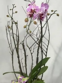 phalaenopsis orchid