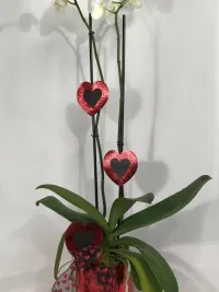 phalaenopsis orchid