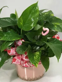 Pothos Ivy