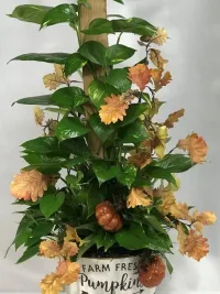 pothos ivy