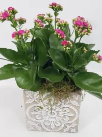 Kalanchoe blooming plant