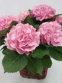 hydrangea blooming plant