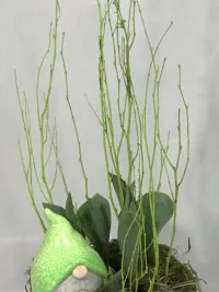 tulip