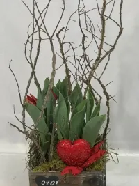 tulip