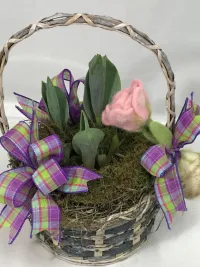 tulip