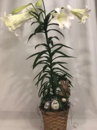 easter lily Plant