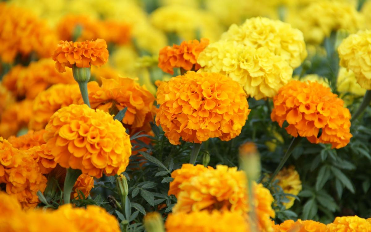 october birth flower marigold