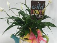 Flower spotlight: Peace lily Plant