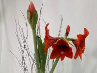 Flower Spotlight: Amaryllis