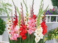 Gladiolus