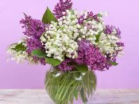 Flower Spotlight: Lilac
