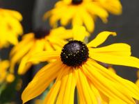 Flower spotlight: black-eyed susan (rudbeckia)
