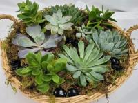 Caring for non-flowering plants and succulents