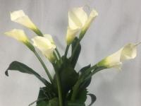 Flower Spotlight: Calla Lilies