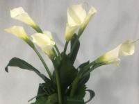 Flower spotlight: special-order flowers