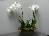 Flower spotlight: Orchids
